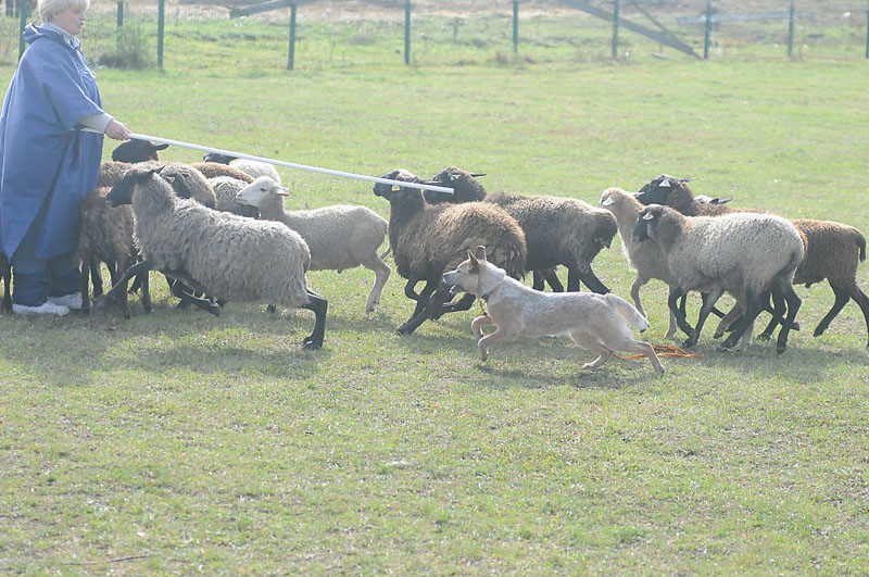 Marusya - heeler